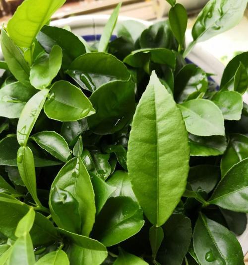 银手指植物的花语是什么？有何特别含义？