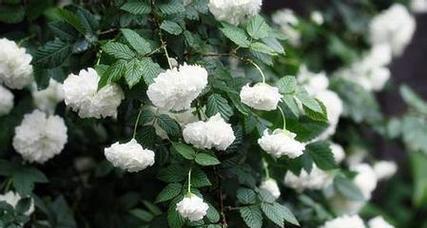 银手指植物的花语是什么？有何特别含义？