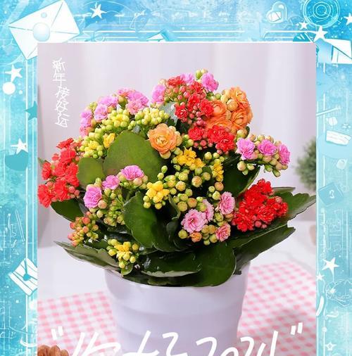 小长寿花的花语是什么？寓意健康长寿吗？
