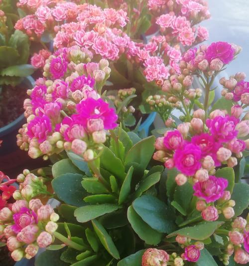 小长寿花的花语是什么？寓意健康长寿吗？