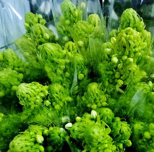 十养花的花语是什么？适合送给谁？