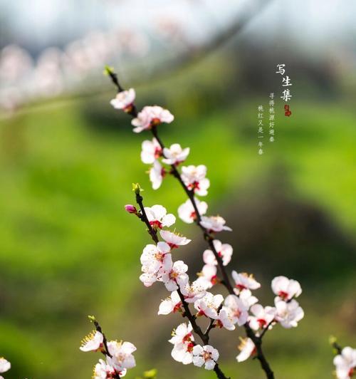 白色杏花的花语是什么？象征什么？