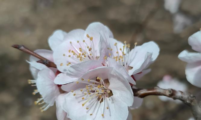 白色杏花的花语是什么？象征什么？