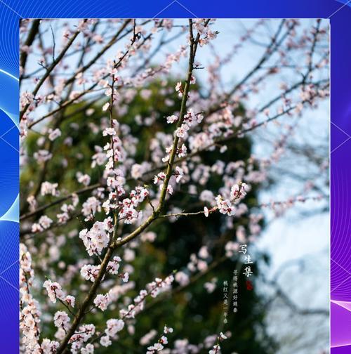 白色杏花的花语是什么？象征什么？