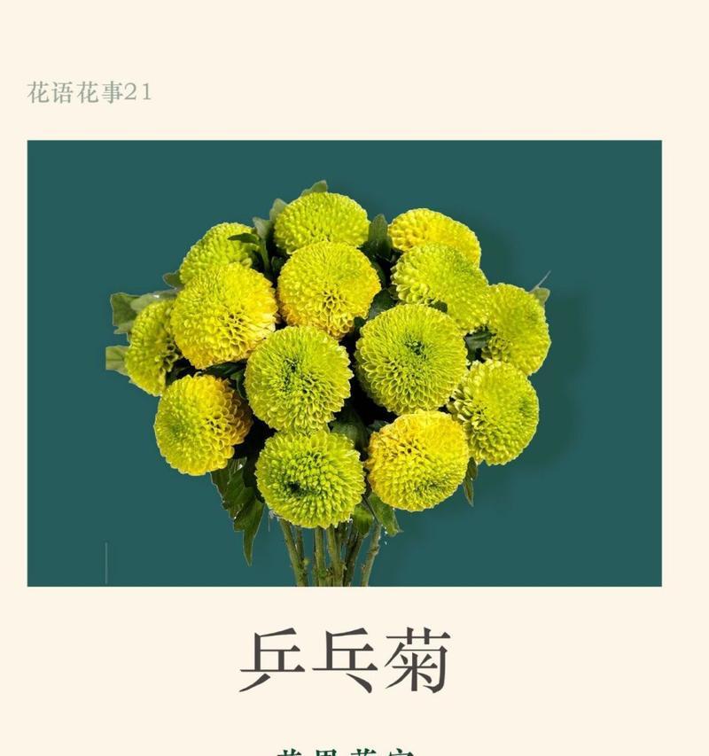 菊花在不同花期的花语是什么？有何变化？