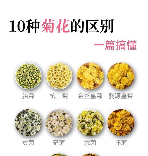 菊花在不同花期的花语是什么？有何变化？
