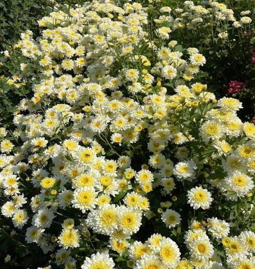 菊花颜色不同花语有何区别？如何选择？