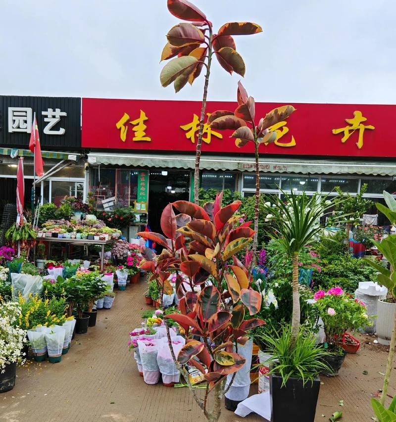 龙须铁的花语是什么？适合室内摆放吗？