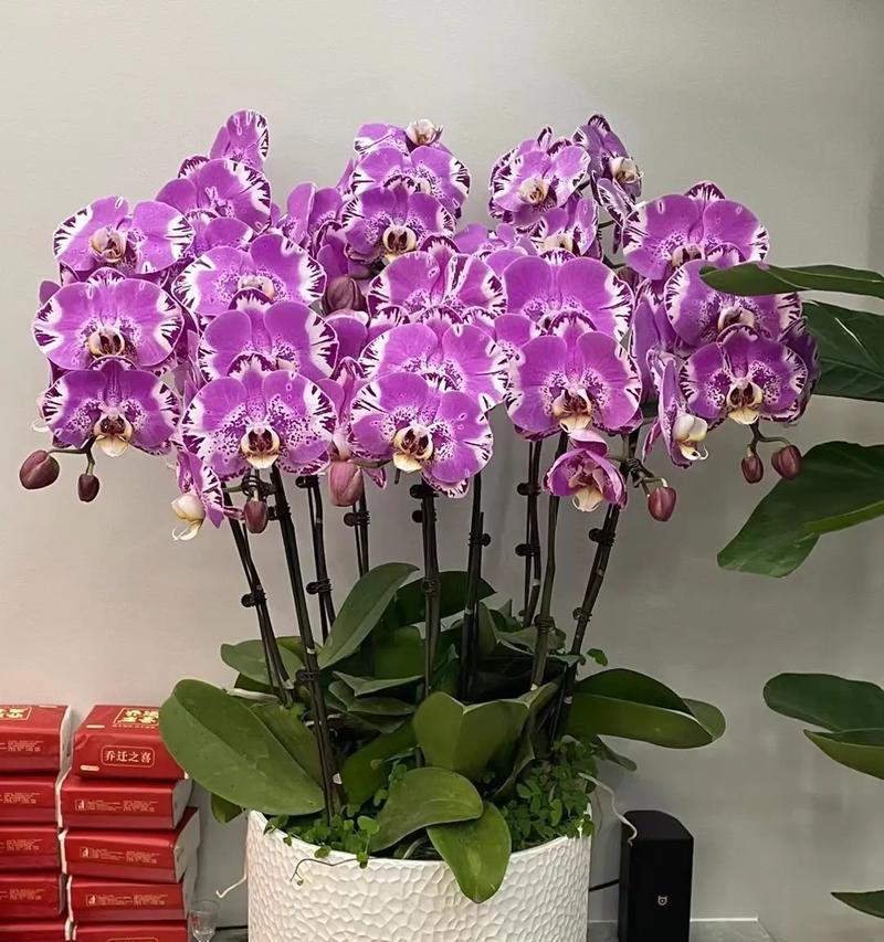 龙须铁的花语是什么？适合室内摆放吗？