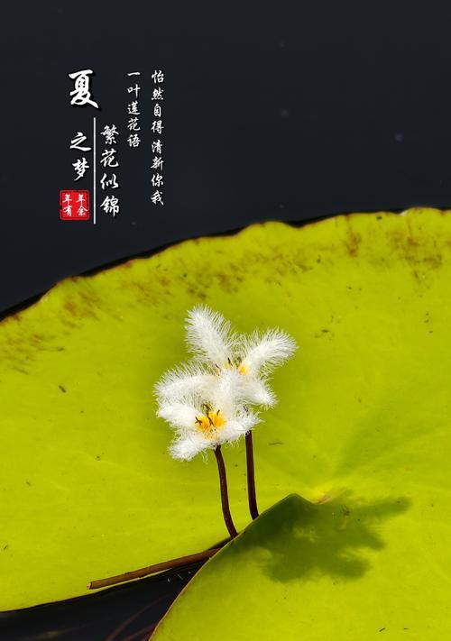 花叶莲的花语有哪些？适合什么场合？