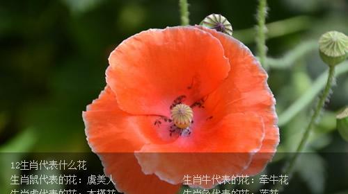 花叶莲的花语有哪些？适合什么场合？