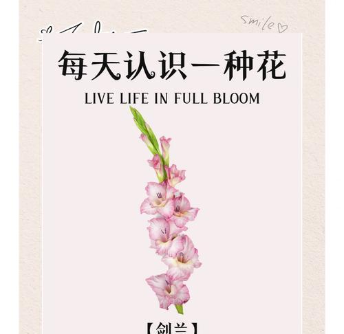 希腊兰花的花语有哪些？它们象征着什么？