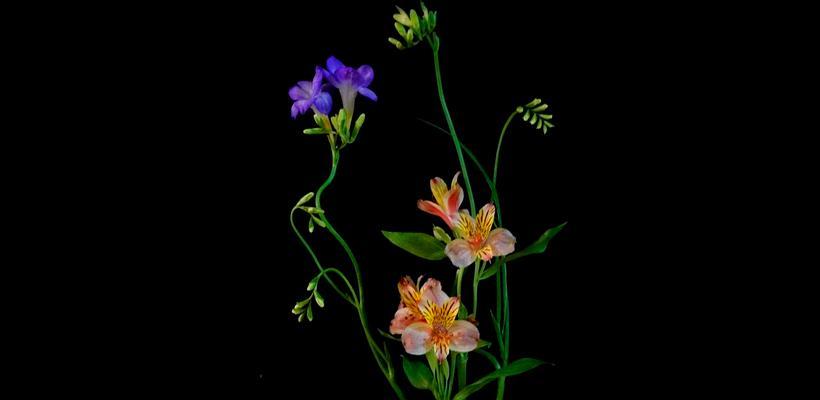 希腊兰花的花语有哪些？它们象征着什么？