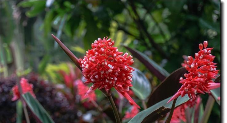 紫背茱萸的花语是什么？它在文化中有何意义？