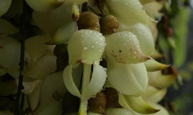 白孔雀花的花语有哪些？它们象征着什么？