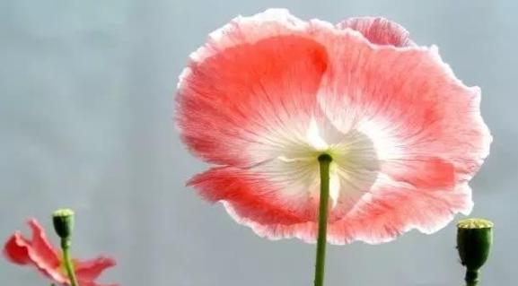 鬼罂粟的花语是什么？它在传说中扮演什么角色？