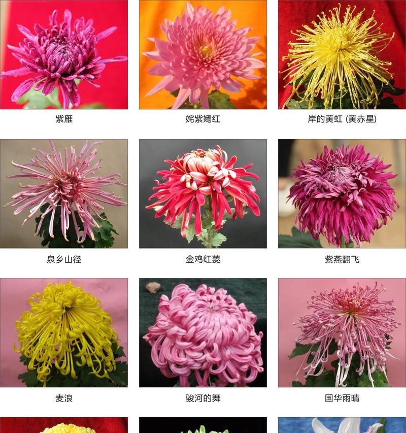 菊花大全的花语是什么？每种菊花都有什么含义？