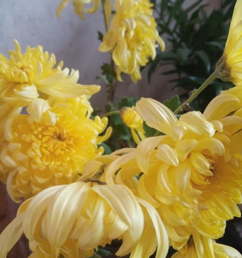 菊花大全的花语是什么？每种菊花都有什么含义？