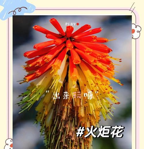 火炬鲜花的花语是什么？它如何成为庆祝的象征？