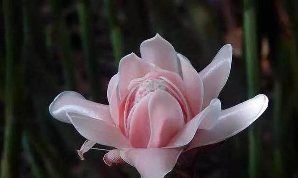火炬鲜花的花语是什么？它如何成为庆祝的象征？
