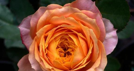 芒果的花语是什么？它在花语中代表什么？