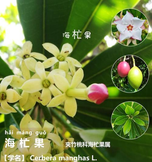 芒果的花语是什么？它在花语中代表什么？