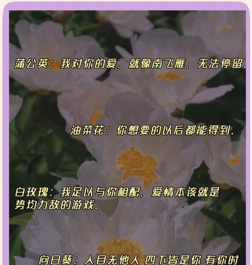 白色木香的花语是什么？它在情感表达中扮演什么角色？