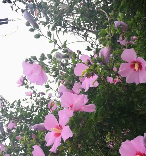 粉色木槿的花语是什么？它如何影响人际关系？