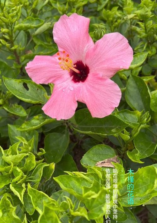 粉色木槿的花语是什么？它如何影响人际关系？