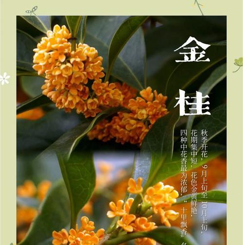 桂花的花语在爱情中代表什么？它象征着什么？