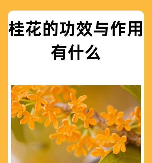 桂花的花语在爱情中代表什么？它象征着什么？