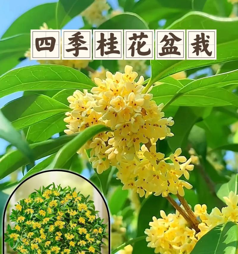桂花的花语在爱情中代表什么？它象征着什么？