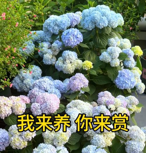 叶子也有花语吗？它们通常象征着什么？