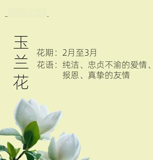 叶子也有花语吗？它们通常象征着什么？