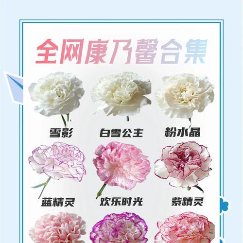 叶子也有花语吗？它们通常象征着什么？