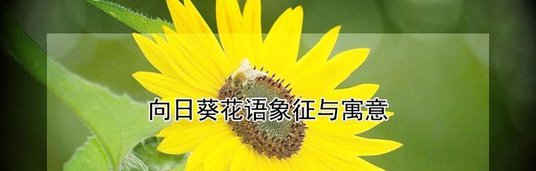 哪些花的花语特别美丽？它们代表了什么？