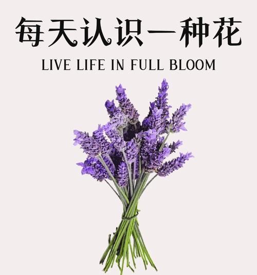 哪些花的花语特别美丽？它们代表了什么？