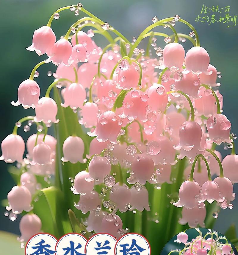 凤眼蓝的花语是什么？它在自然界中扮演什么角色？