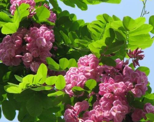 香花槐的花语有哪些？它们在文化中象征着什么？