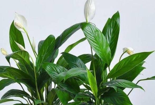 香花槐的花语有哪些？它们在文化中象征着什么？
