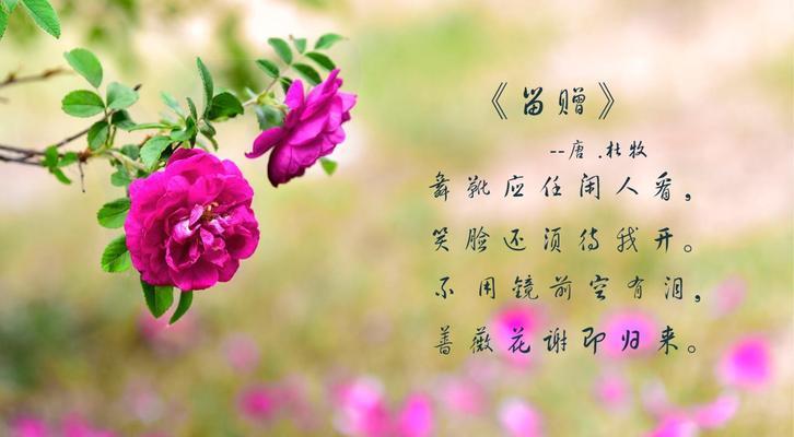 暗红蔷薇花语代表了什么？
