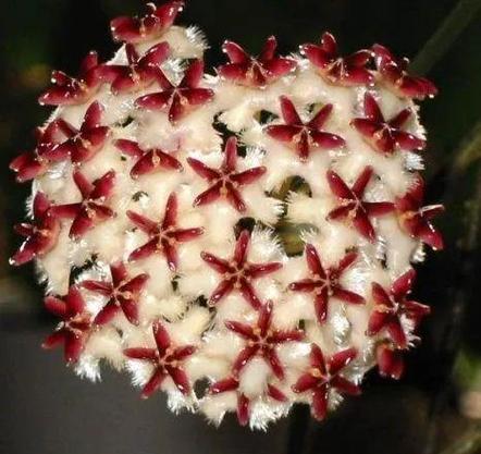 球兰花的花语是什么？