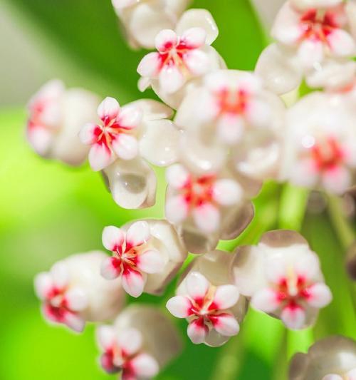 球兰花的花语是什么？
