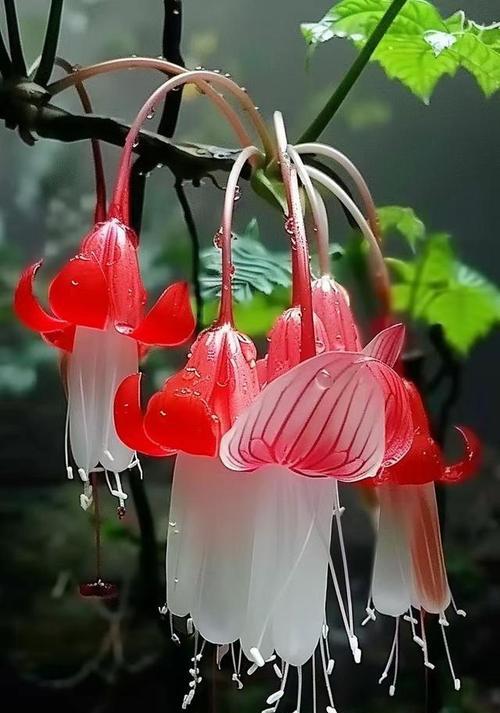 宫灯鲜花花语有什么特别之处？