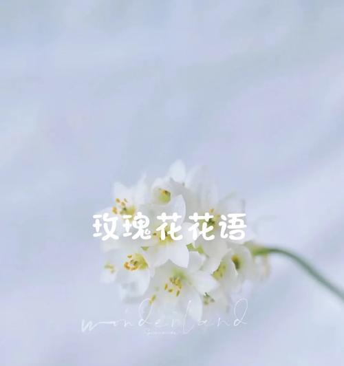 小心的爱花语代表了什么？
