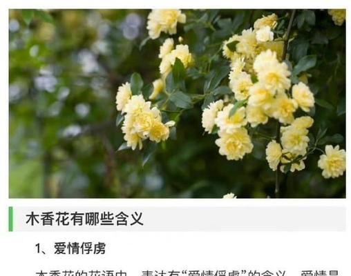 黄花菊的花语是什么？