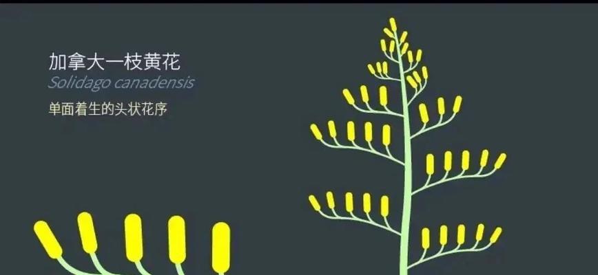 黄花菊的花语是什么？