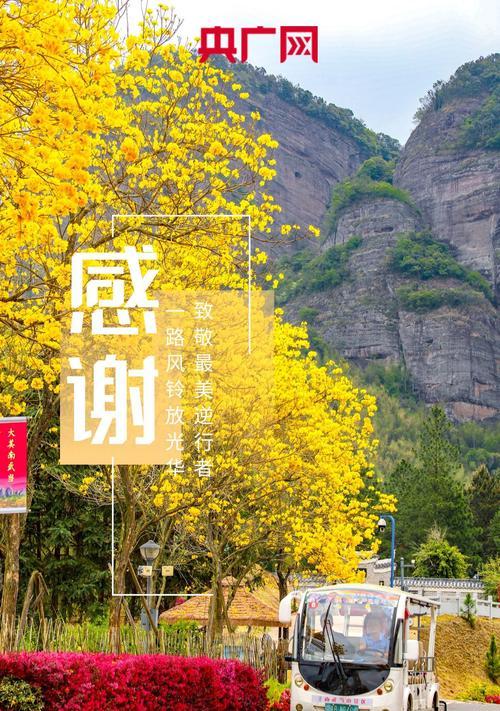 黄花菊的花语是什么？