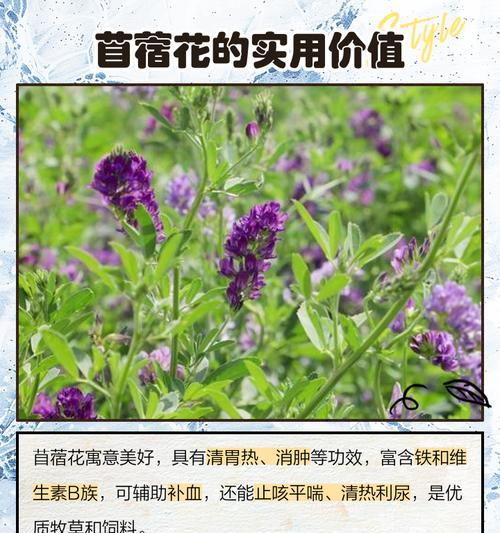 倾草花的花语有哪些含义？