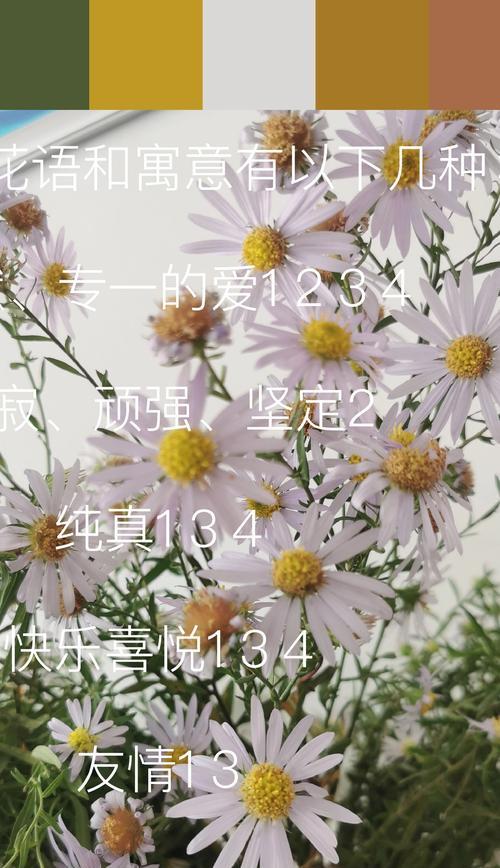 杭州菊花花语有什么特别之处？